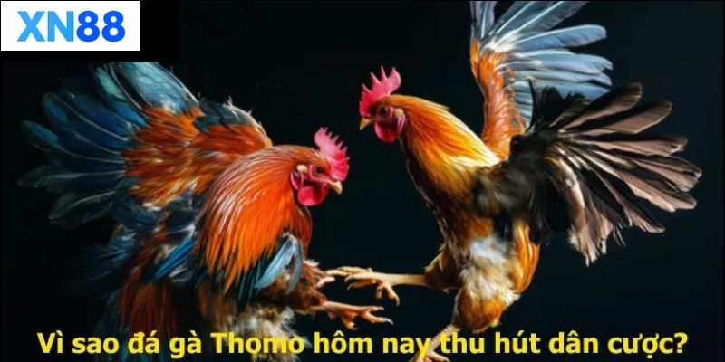 Những lưu ý khi tham gia Đá Gà Thomo
