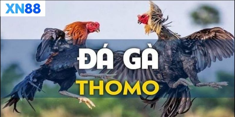 Tổng quan về đá gà thomo