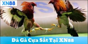 Ưu điểm nổi bật của Đá Gà Cựa Sắt