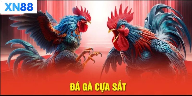 Tìm hiểu về đá gà cựa sắt tại XN88
