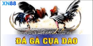 Tìm hiểu về đá gà cựa dao đầy kịch tính
