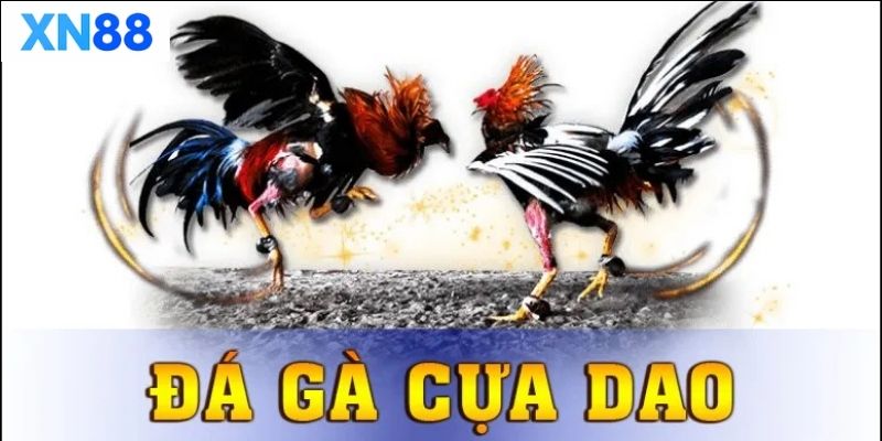 Tìm hiểu về đá gà cựa dao đầy kịch tính