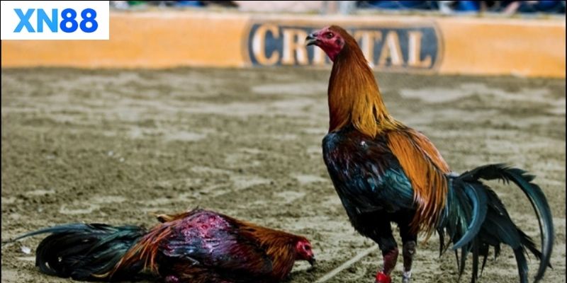 Các loại Đá Gà Cựa Dao phổ biến