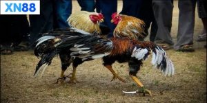 Lưu ý khi tham gia Đá Gà Cựa Dao