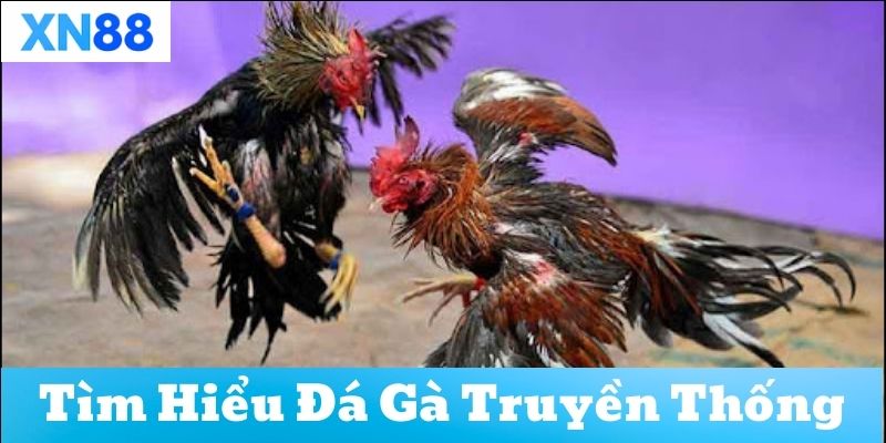 Tìm hiểu về đá gà truyền thống tại xn88
