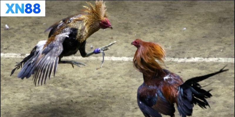 Những lưu ý khi tham gia Đá Gà Truyền Thống