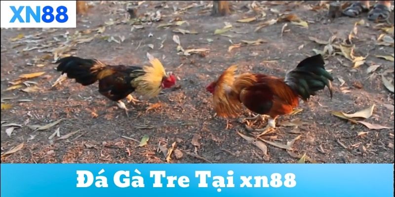 Tìm hiểu về đá gà tre tại xn88