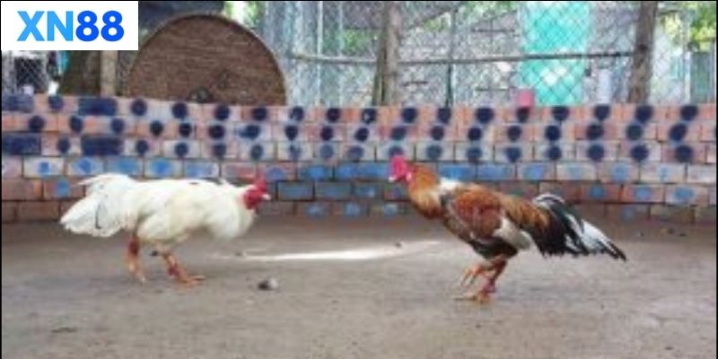 Các loại gà tre thường dùng trong đá gà