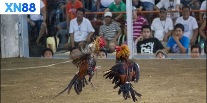 Đá Gà Tre trong văn hóa Việt Nam