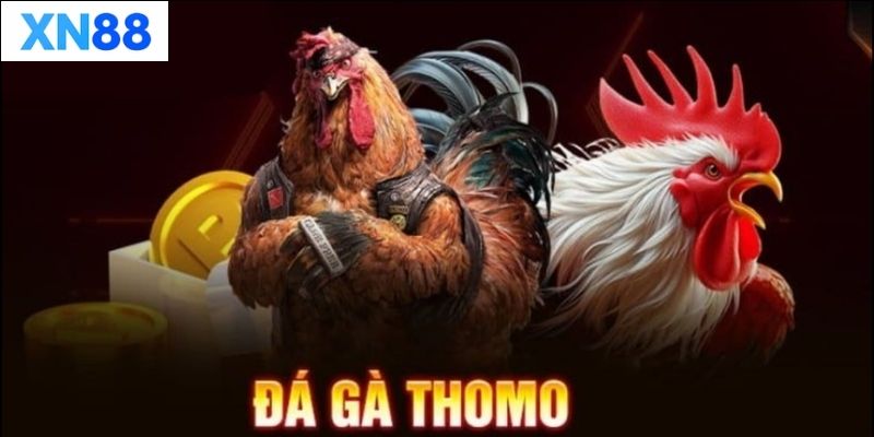 Cách chơi Đá Gà Thomo hiệu quả
